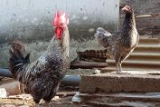Tips Ternak Ayam Kampung